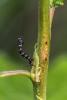 Lycia sp.